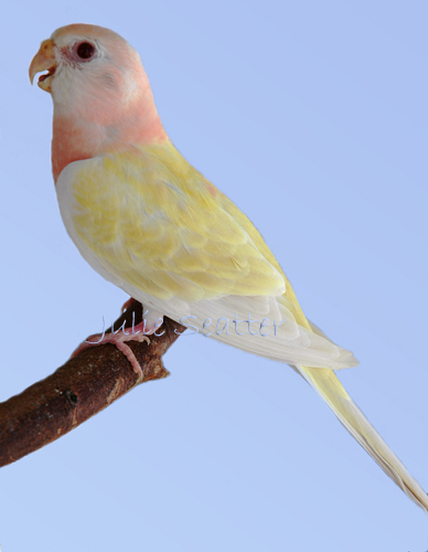 CinIno JS gb rds.jpg